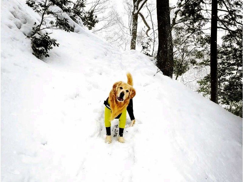 [Takashima/Kutsuki] Hebiyagamine Snow Hike Tour "Trekking with fantastic snow scenery and spectacular views of Lake Biwa!"の紹介画像