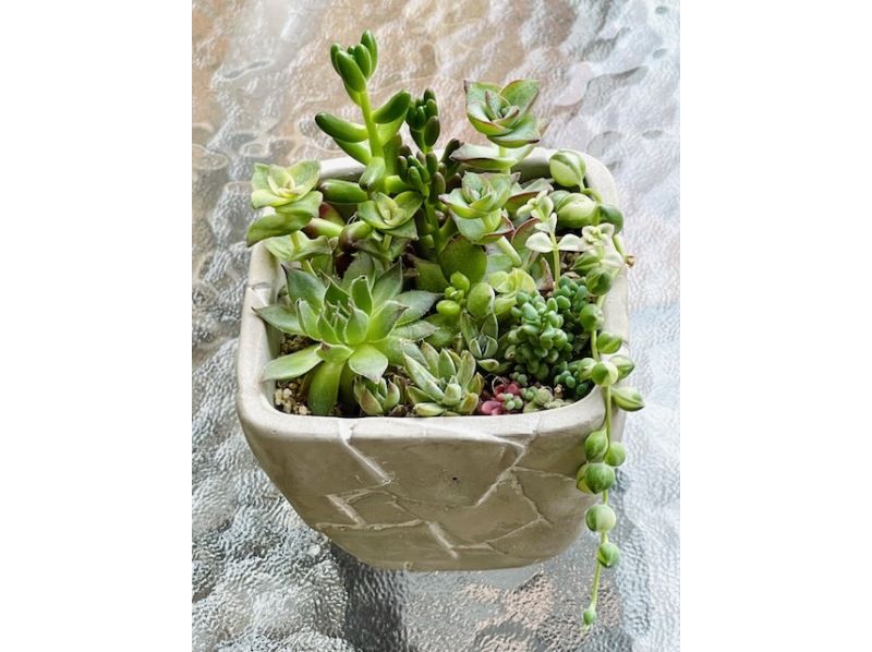 【10・11月限定】多肉植物の寄植え体験　（京都駅より15分）の紹介画像