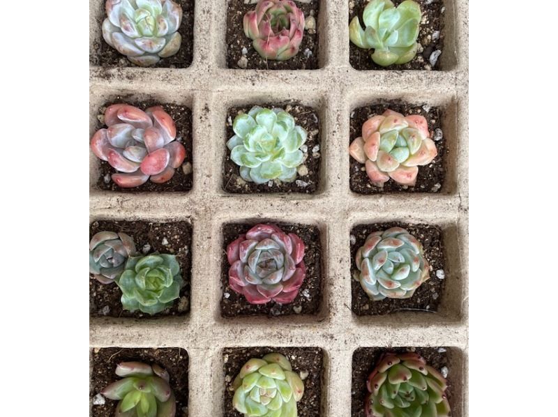 【3.4.5月限定】多肉植物の寄植え体験　（京都駅より15分）の紹介画像