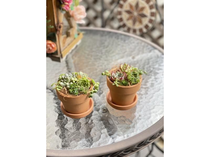 【3.4.5月限定】多肉植物の寄植え体験　（京都駅より15分）の紹介画像