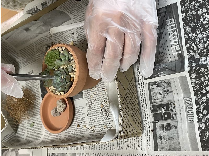 【3.4.5月限定】多肉植物の寄植え体験　（京都駅より15分）の紹介画像