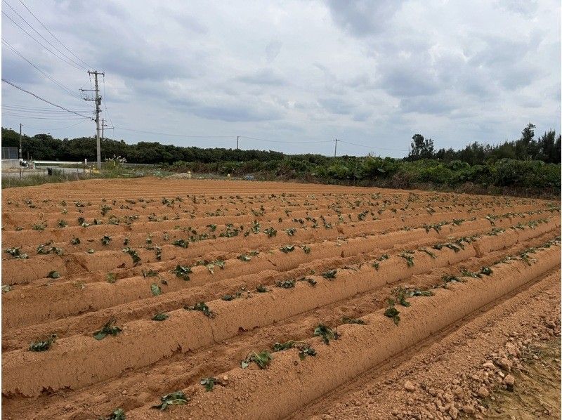 [Okinawa] Purple sweet potato harvesting and sorting experienceの紹介画像