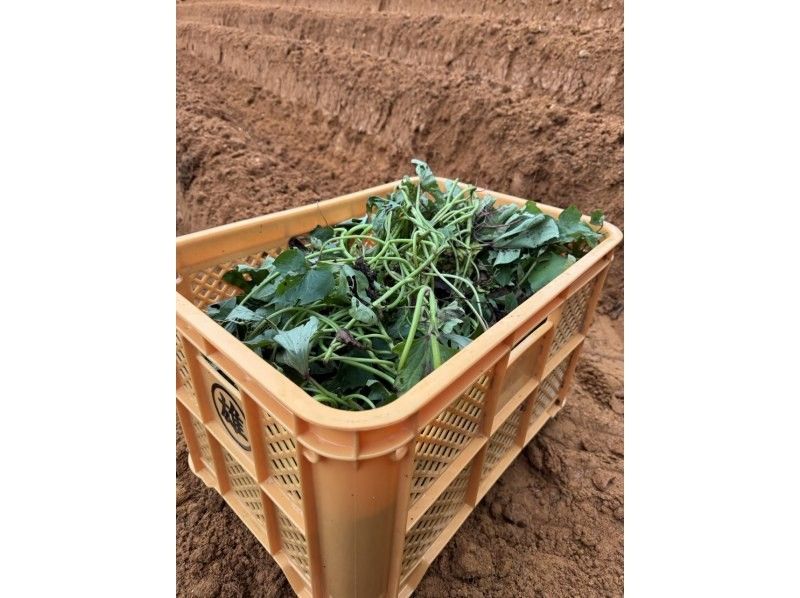 [Okinawa] Purple sweet potato harvesting and sorting experienceの紹介画像