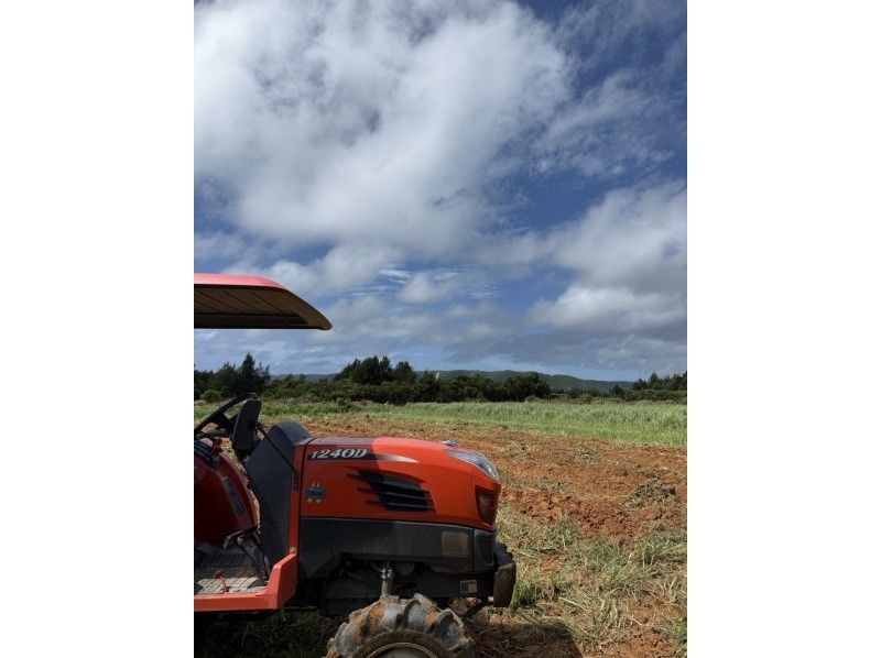 [Okinawa] Purple sweet potato harvesting and sorting experienceの紹介画像