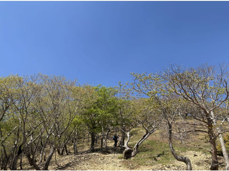 【三重・鈴鹿】鈴鹿山脈　雨乞岳登山（女性限定プラン）の紹介画像