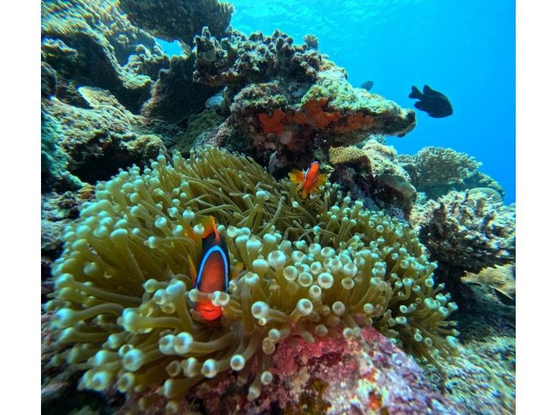 【沖縄本島・恩納村】青の洞窟、体験ダイビング&シュノーケルの海満喫セットプラン!!の紹介画像