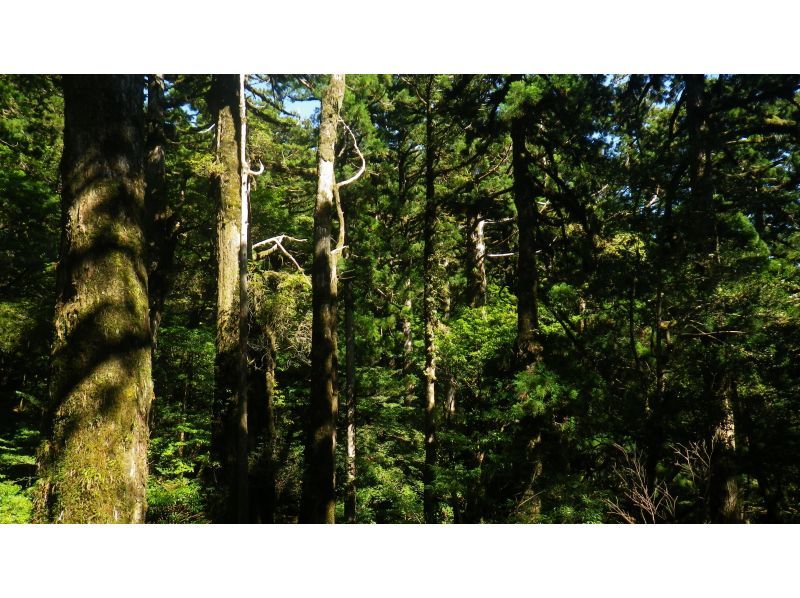 【鹿児島・屋久島】初心者OK！貸切！ヤクスギランド半日コース、巨木とコケの秘境へ、公認ガイドとのんびりツアーの紹介画像