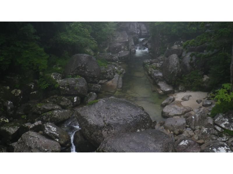 【鹿児島・屋久島】初心者OK！貸切！ヤクスギランド半日コース、巨木とコケの秘境へ、公認ガイドとのんびりツアーの紹介画像