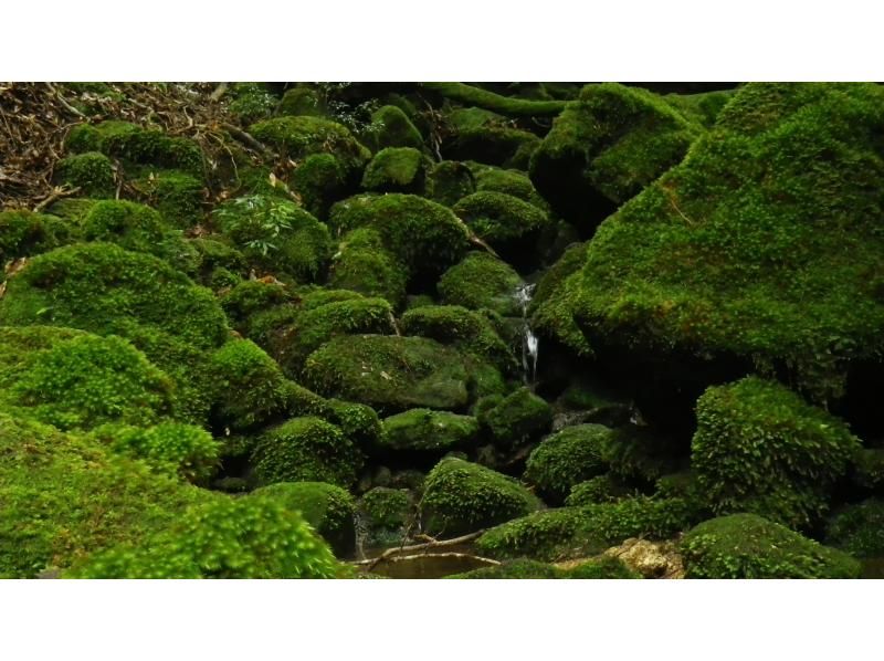 【鹿児島・屋久島】初心者OK！貸切！ヤクスギランド半日コース、巨木とコケの秘境へ、公認ガイドとのんびりツアーの紹介画像