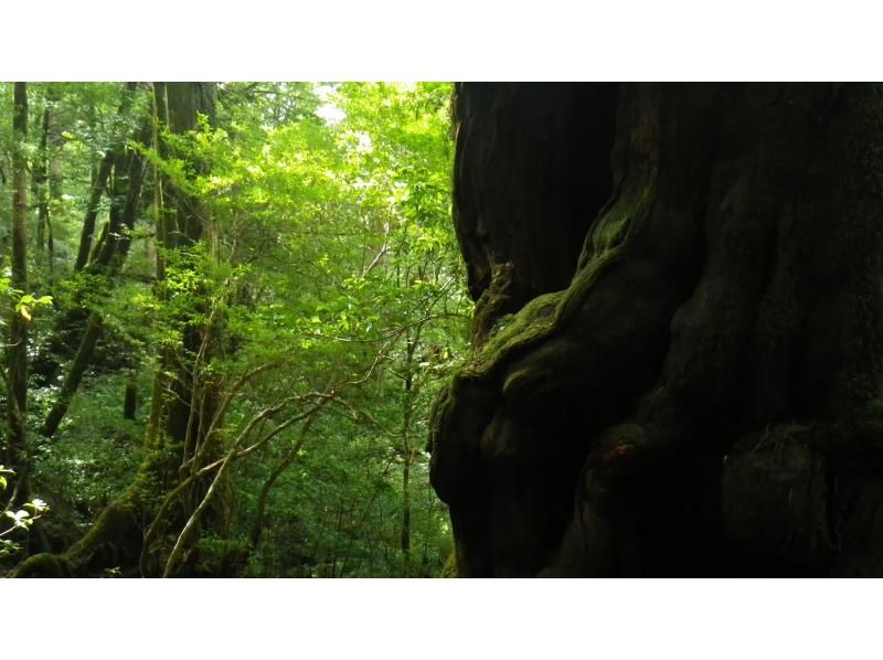 【鹿児島・屋久島】初心者OK！貸切！ヤクスギランド半日コース、巨木とコケの秘境へ、公認ガイドとのんびりツアーの紹介画像