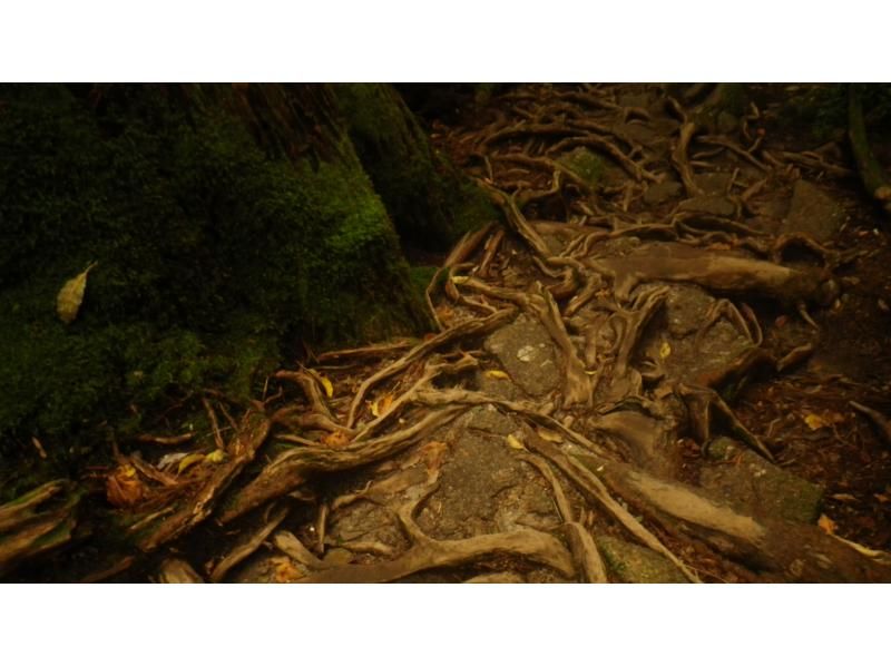 【鹿児島・屋久島】初心者OK！貸切！ヤクスギランド半日コース、巨木とコケの秘境へ、公認ガイドとのんびりツアーの紹介画像