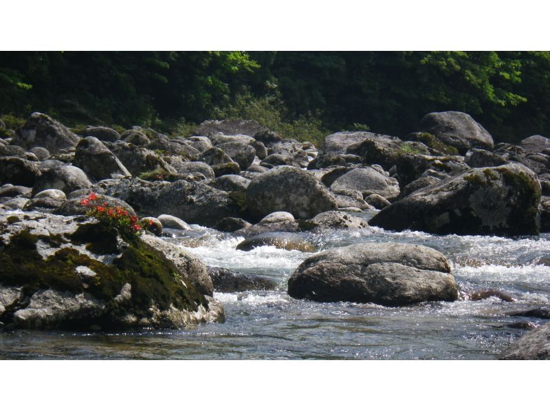 【鹿児島・屋久島】初心者OK！貸切！ヤクスギランド半日コース、巨木とコケの秘境へ、公認ガイドとのんびりツアーの紹介画像