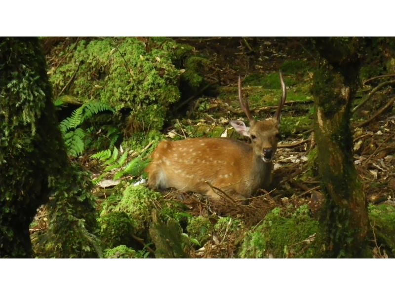 【鹿児島・屋久島】初心者OK！貸切！ヤクスギランド半日コース、巨木とコケの秘境へ、公認ガイドとのんびりツアーの紹介画像