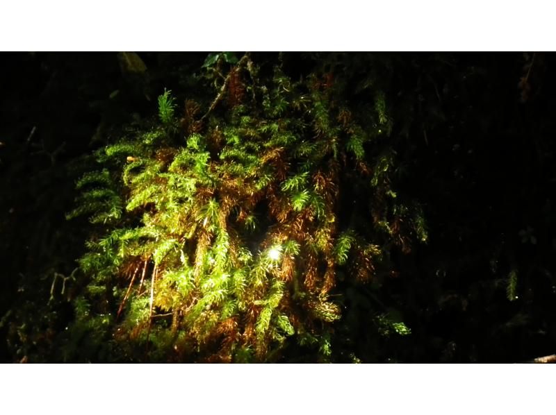 【鹿児島・屋久島】初心者OK！貸切！ヤクスギランド半日コース、巨木とコケの秘境へ、公認ガイドとのんびりツアーの紹介画像