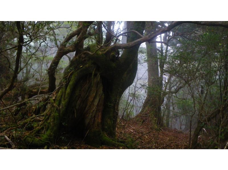 【鹿児島・屋久島】初心者OK！貸切！ヤクスギランド半日コース、巨木とコケの秘境へ、公認ガイドとのんびりツアーの紹介画像