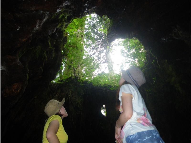 【鹿児島・屋久島】巨大切り株ウィルソン株！ハートを求めてトロッコ道をぶらぶらと♪トレッキング初心者OK！の紹介画像