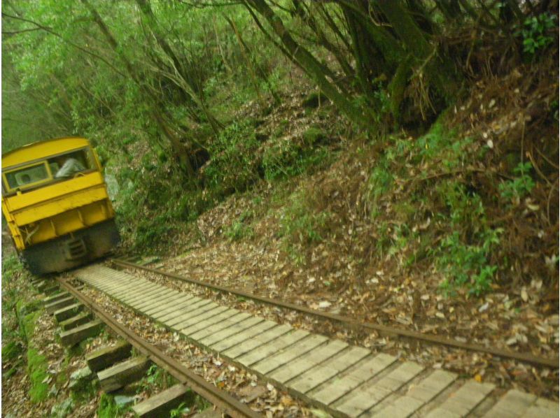 【鹿児島・屋久島】巨大切り株ウィルソン株！ハートを求めてトロッコ道をぶらぶらと♪トレッキング初心者OK！の紹介画像