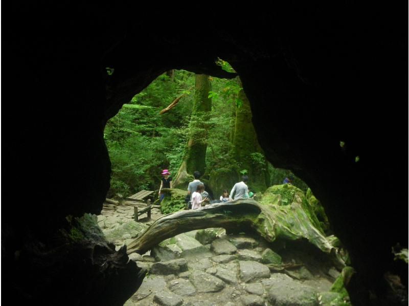 【鹿児島・屋久島】巨大切り株ウィルソン株！ハートを求めてトロッコ道をぶらぶらと♪トレッキング初心者OK！の紹介画像