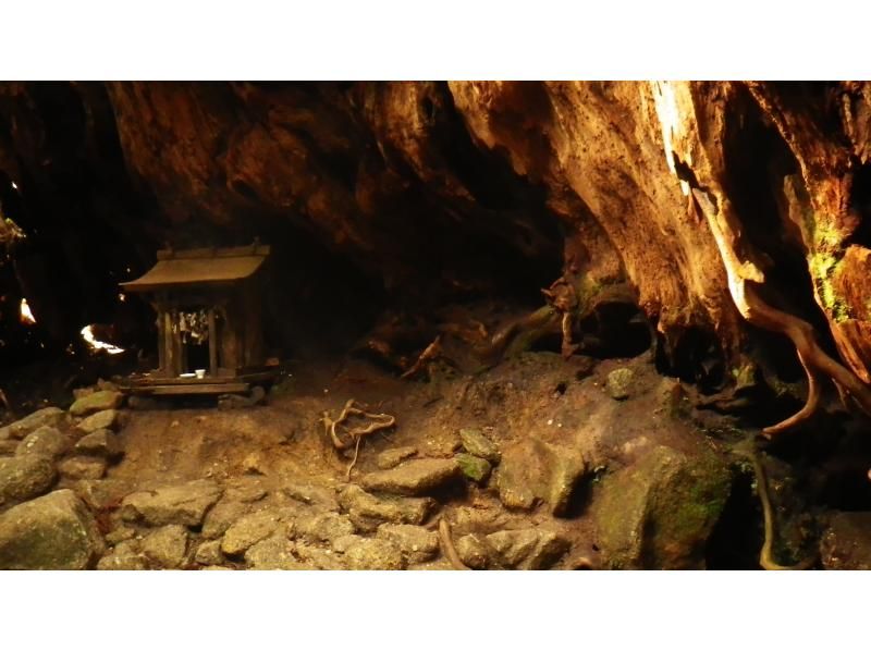 【鹿児島・屋久島】巨大切り株ウィルソン株！ハートを求めてトロッコ道をぶらぶらと♪トレッキング初心者OK！の紹介画像