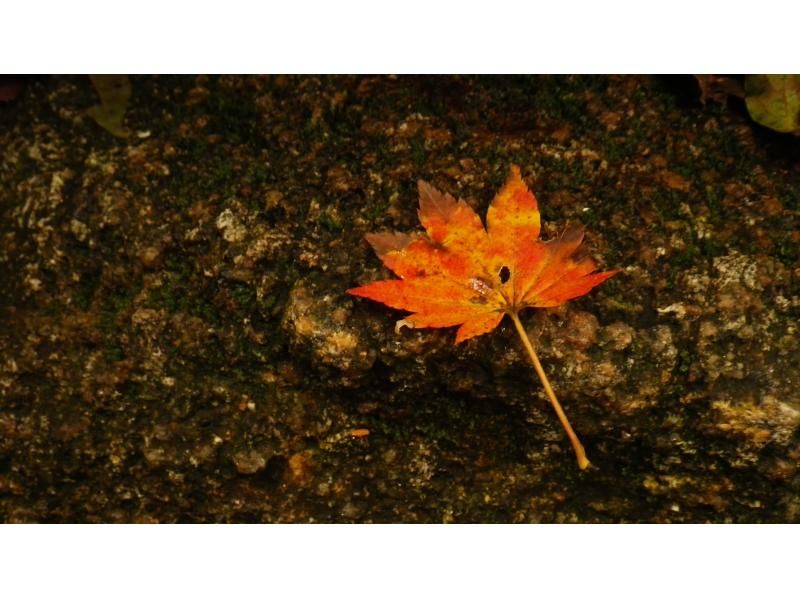【鹿児島・屋久島】巨大切り株ウィルソン株！ハートを求めてトロッコ道をぶらぶらと♪トレッキング初心者OK！の紹介画像