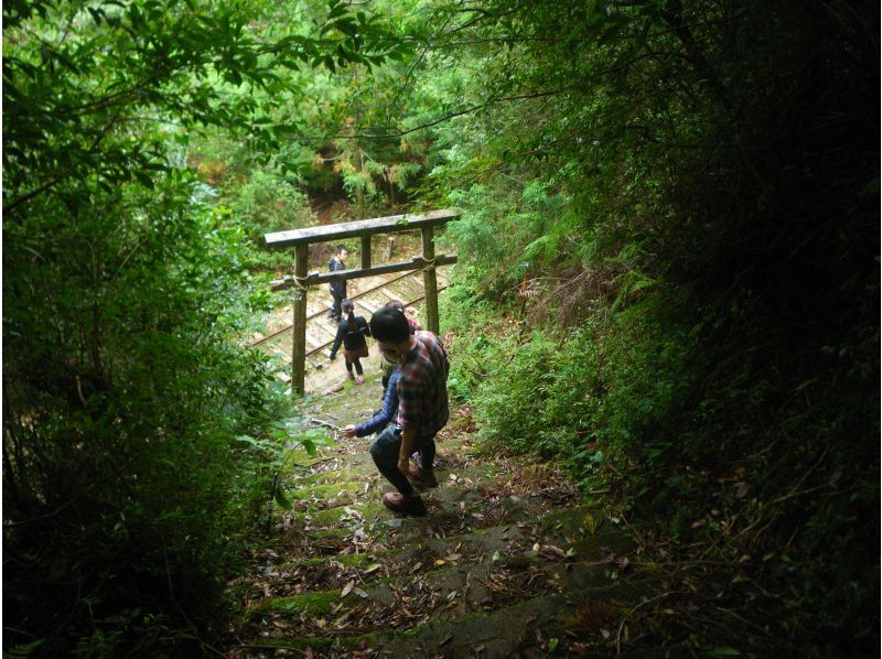 【鹿児島・屋久島】巨大切り株ウィルソン株！ハートを求めてトロッコ道をぶらぶらと♪トレッキング初心者OK！の紹介画像