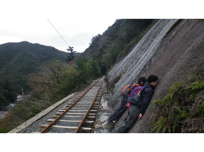 【鹿児島・屋久島】巨大切り株ウィルソン株！ハートを求めてトロッコ道をぶらぶらと♪トレッキング初心者OK！の紹介画像