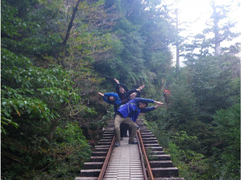 【鹿児島・屋久島】巨大切り株ウィルソン株！ハートを求めてトロッコ道をぶらぶらと♪トレッキング初心者OK！の紹介画像