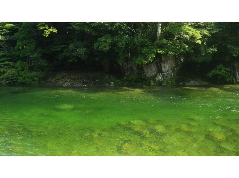 【鹿児島・屋久島】巨大切り株ウィルソン株！ハートを求めてトロッコ道をぶらぶらと♪トレッキング初心者OK！の紹介画像