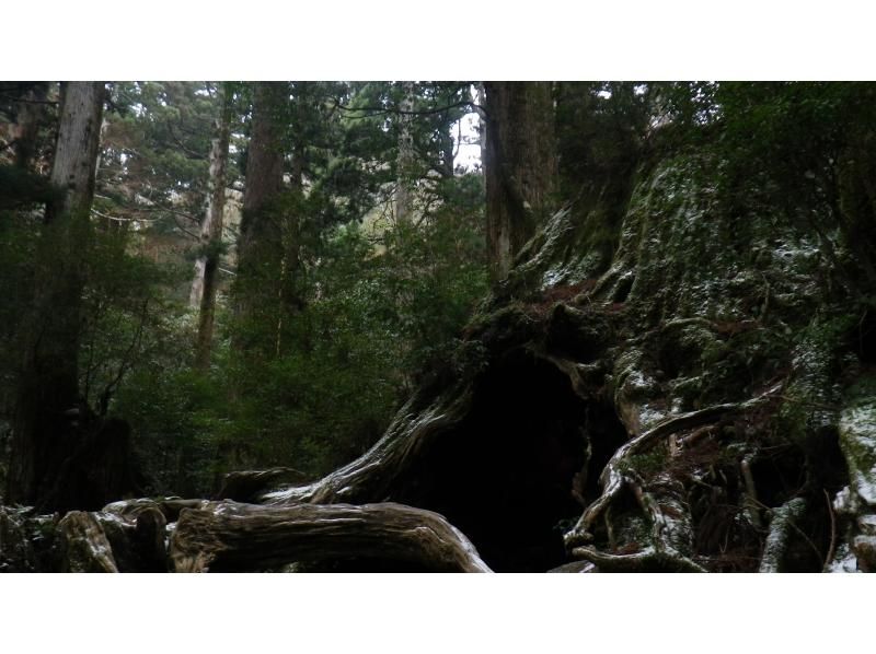 【鹿児島・屋久島】巨大切り株ウィルソン株！ハートを求めてトロッコ道をぶらぶらと♪トレッキング初心者OK！の紹介画像