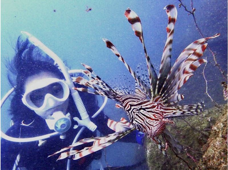 [Izu / Shobudazawa] Beach experience diving ◇ Beginners welcome & dedicated guide included ◇ Relaxing and photogenic sea time to enjoy in a calm harborの紹介画像