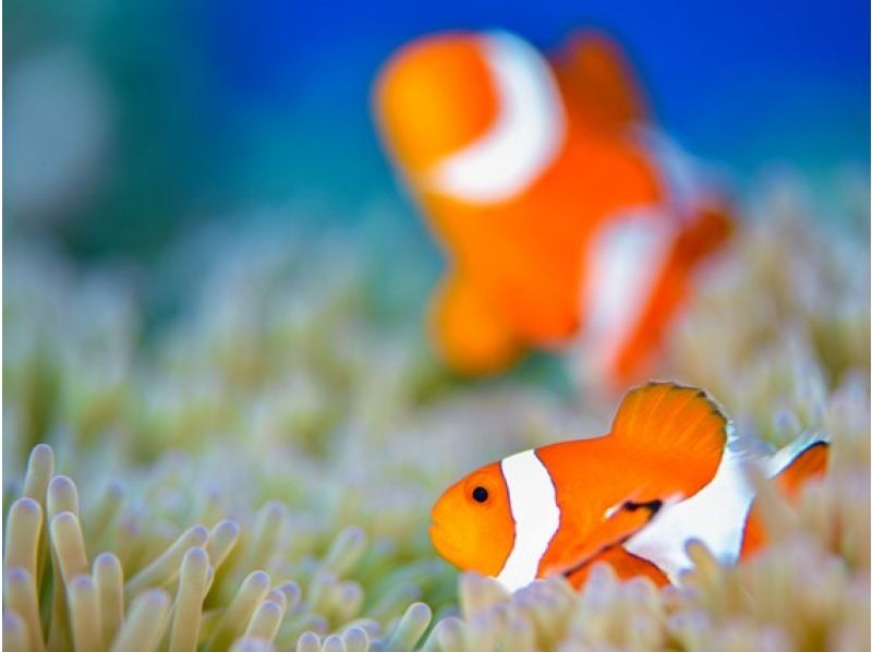 [Izu / Shobudazawa] Beach experience diving ◇ Beginners welcome & dedicated guide included ◇ Relaxing and photogenic sea time to enjoy in a calm harborの紹介画像