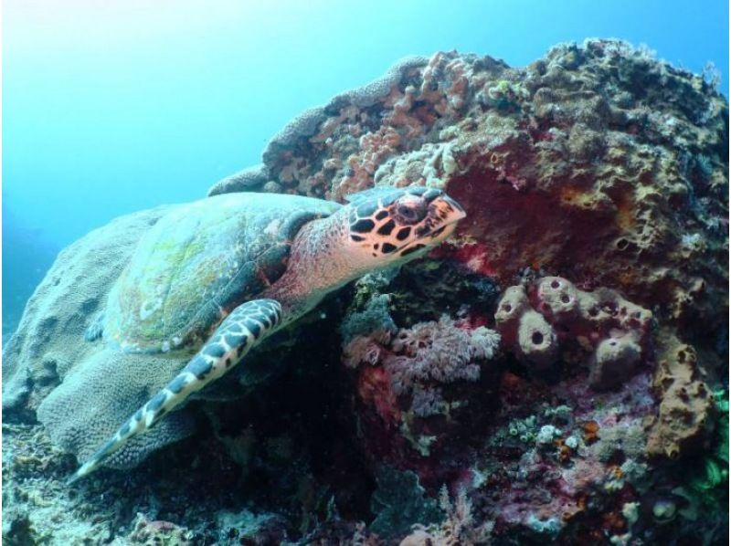 【伊豆・菖蒲沢】ビーチ体験ダイビング◇初心者歓迎＆専属ガイド付き◇穏やかな港内で楽しむ癒しとフォトジェニックな海時間の紹介画像