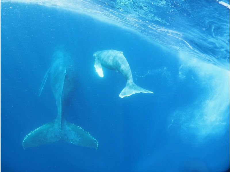 【沖縄本島】ホエールスイム冬限定❤️送迎⭕クジラの遭遇率前年100%⭕️動画写真無料‼️の紹介画像