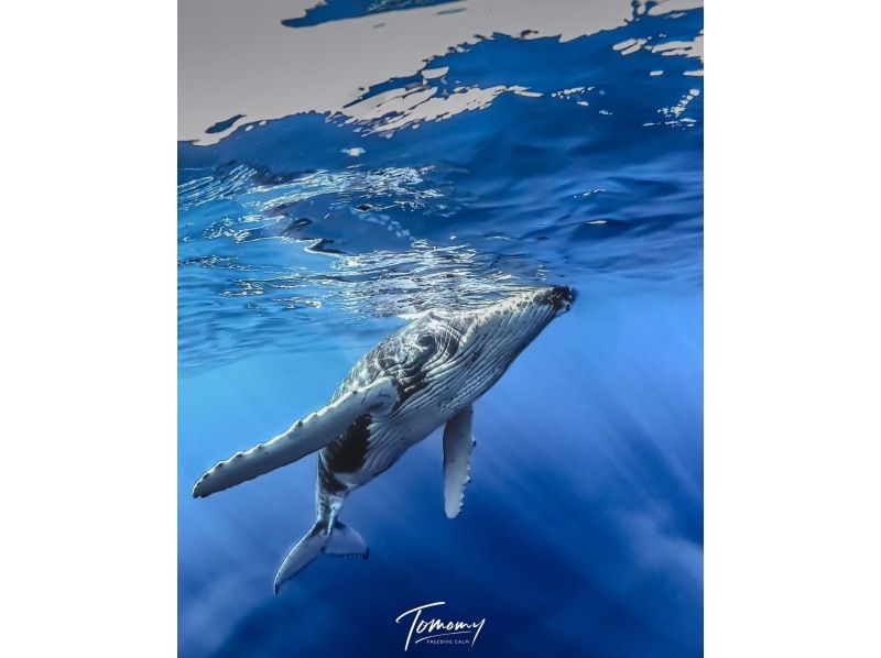 [เกาะหลักโอกินาวา] ว่ายน้ำดูวาฬ เฉพาะฤดูหนาว ❤️การเดินทาง ⭕ อัตราการพบเห็นวาฬ 100% ของปีที่แล้ว ⭕️ การล่องเรือสุดอัศจรรย์ของกัปตัน ❤️วิดีโอ รูปภาพ ผ้าเช็ดตัว และรองเท้าแตะฟรี‼️เข้าร่วมแบบมือเปล่า⭕️の紹介画像