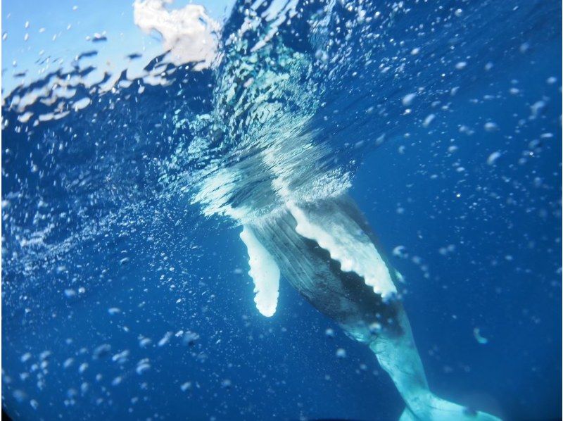 【沖縄本島】ホエールスイム冬限定❤️送迎⭕クジラの遭遇率前年100%⭕️動画写真無料‼️の紹介画像