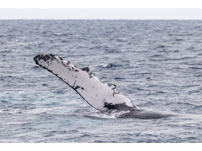 【沖縄本島】ホエールスイム冬限定❤️送迎⭕クジラの遭遇率前年100%⭕️動画写真無料‼️の紹介画像
