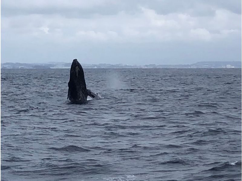【沖縄本島】ホエールスイム冬限定❤️送迎⭕クジラの遭遇率前年100%⭕️動画写真無料‼️の紹介画像
