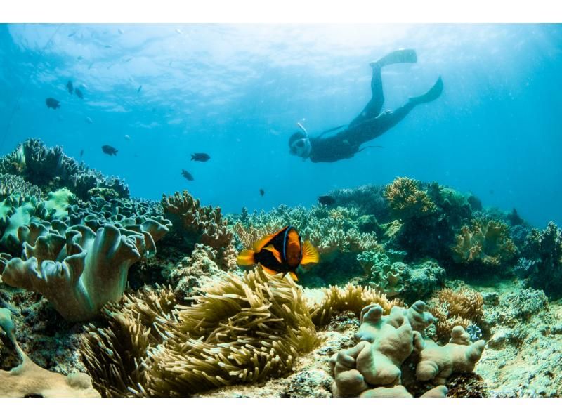 【차탄쵸】 스킨 다이빙! 맨 잠수 강의 ❤️ 수건 샌들 먹이 무료 ❗️ 프로 사양 카메라 사진 동영상 무료 선물 ‼ ️ 초보자 환영 ⭕️ 당일 ⭕️の紹介画像