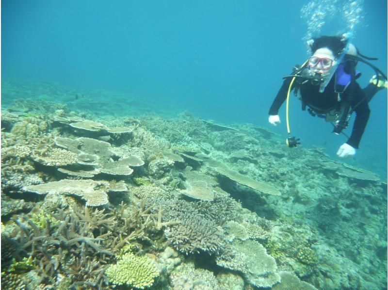 お手軽に那覇周辺2ボートダイビング　～リクエスト最優先　那覇空港・那覇市内(おもろまち新都心・首里地区は除く）まで送迎～の紹介画像