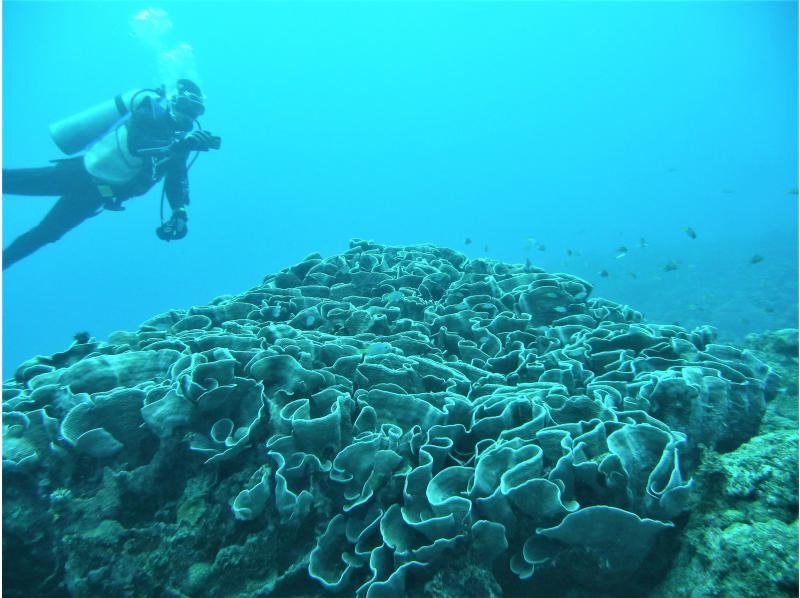 お手軽に那覇周辺2ボートダイビング　～リクエスト最優先　那覇空港・那覇市内(おもろまち新都心・首里地区は除く）まで送迎～の紹介画像