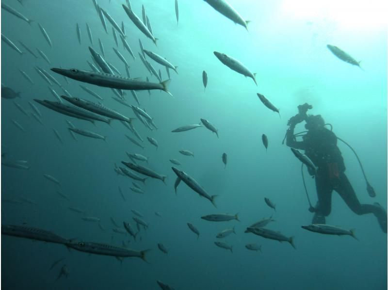 お手軽に那覇周辺2ボートダイビング　～リクエスト最優先　那覇空港・那覇市内(おもろまち新都心・首里地区は除く）まで送迎～の紹介画像