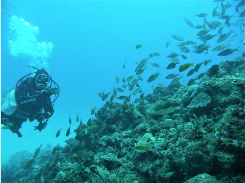 お手軽に那覇周辺2ボートダイビング　～リクエスト最優先　那覇空港・那覇市内(おもろまち新都心・首里地区は除く）まで送迎～の紹介画像