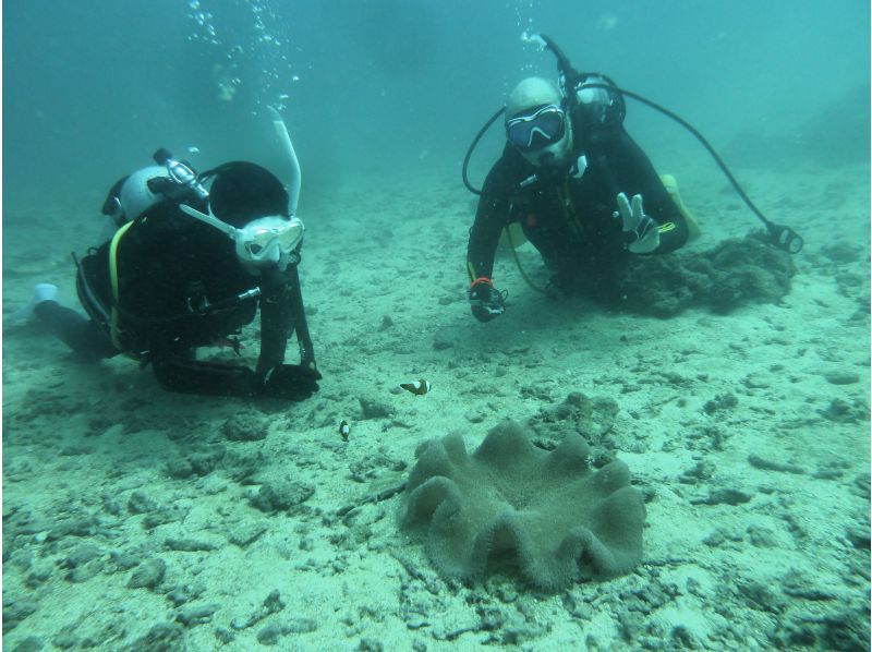 お手軽に那覇周辺2ボートダイビング　～リクエスト最優先　那覇空港・那覇市内(おもろまち新都心・首里地区は除く）まで送迎～の紹介画像
