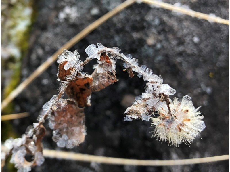 【長野・霧ヶ峰】山小屋ランチ付き！冬の八島湿原ウォーク～ガイドと歩く霧ヶ峰 4時間の紹介画像