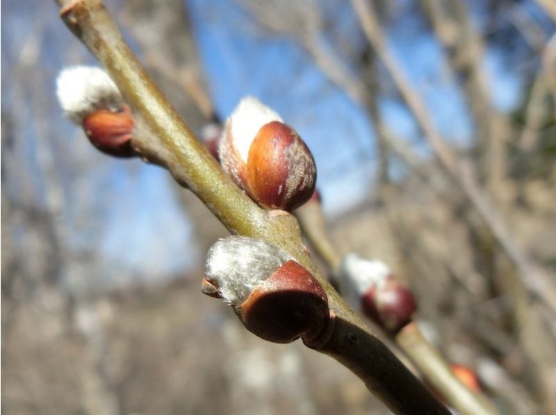 【長野・霧ヶ峰】山小屋ランチ付き！冬の八島湿原ウォーク～ガイドと歩く霧ヶ峰 4時間の紹介画像