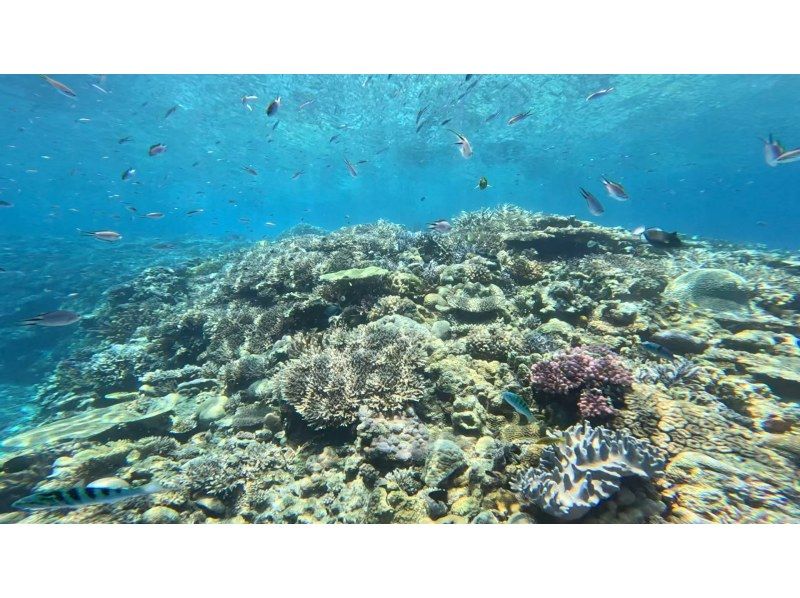 【沖縄県・本部町】透明な海に広がる色とりどりの魚たちと触れ合うクリアサップ&シュノーケル大冒険！の紹介画像