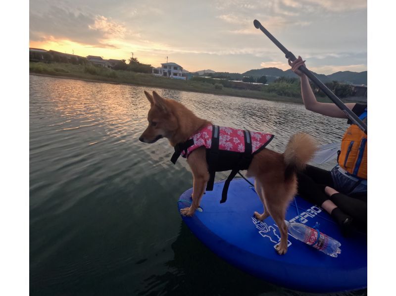 [Awaji Island, Autumn Only] Beginner-Friendly ♪ Sea Walking SUP Experience with Your Dog & Flower Festival Enjoyment Plan (Photos, Videos, Rentals, and Hot Showers Included)の紹介画像