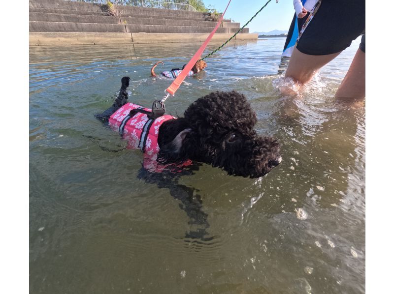[Awaji Island, Autumn Only] Beginner-Friendly ♪ Sea Walking SUP Experience with Your Dog & Flower Festival Enjoyment Plan (Photos, Videos, Rentals, and Hot Showers Included)の紹介画像