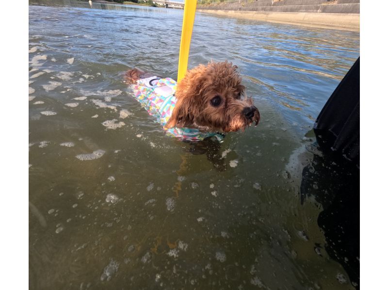 [Awaji Island, Autumn Only] Beginner-Friendly ♪ Sea Walking SUP Experience with Your Dog & Flower Festival Enjoyment Plan (Photos, Videos, Rentals, and Hot Showers Included)の紹介画像