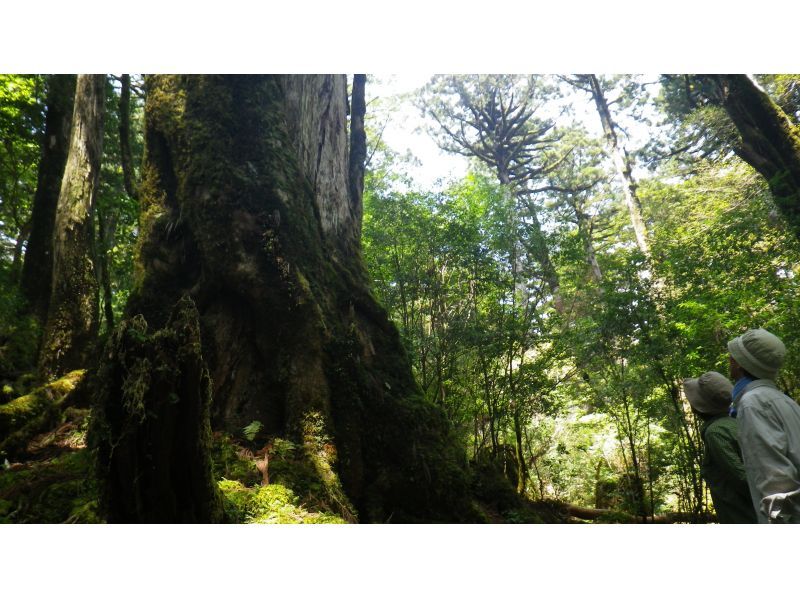 【鹿児島・屋久島】秘境ヤクスギランド+安房川リバーカヤックのコンボツアー！家族で楽しい！初心者・お子さまOK！の紹介画像